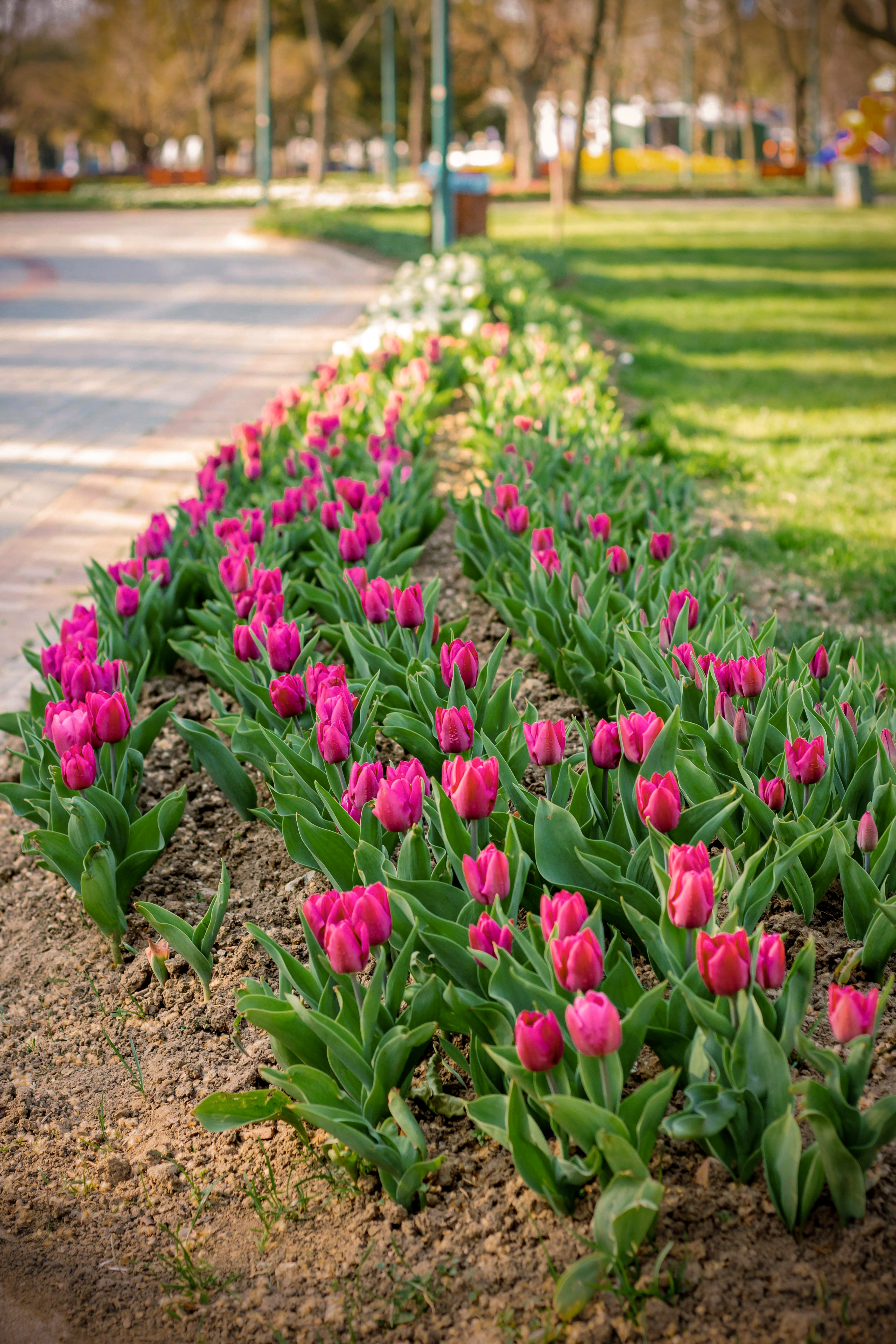 Garden Design Service